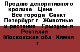 Продаю декоративного кролика › Цена ­ 500 - Все города, Санкт-Петербург г. Животные и растения » Грызуны и Рептилии   . Московская обл.,Химки г.